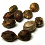 Семена марихуаны АК-47  (Seeds AK-47) в Чкаловске